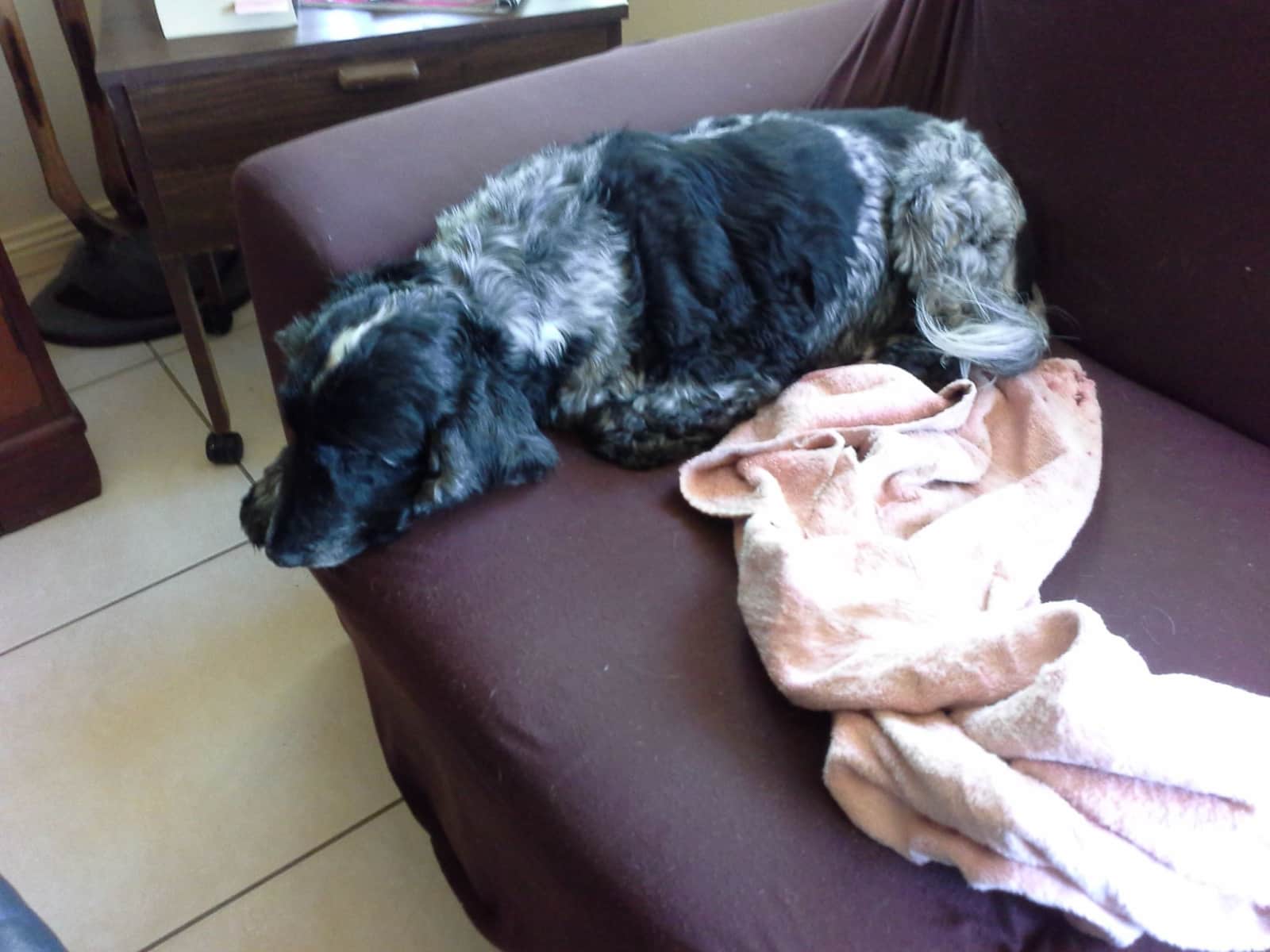 Housesitting assignment in Taree, New South Wales, Australia