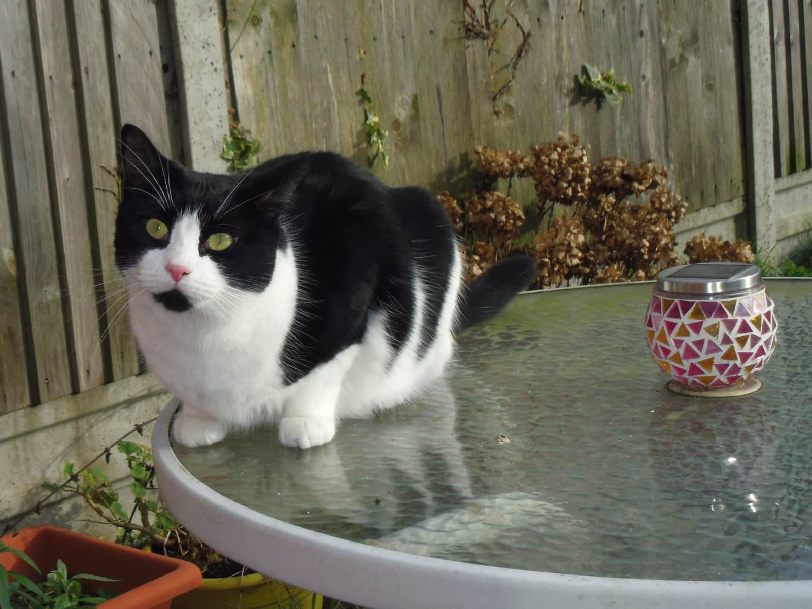 Housesitting assignment in Harlow, United Kingdom