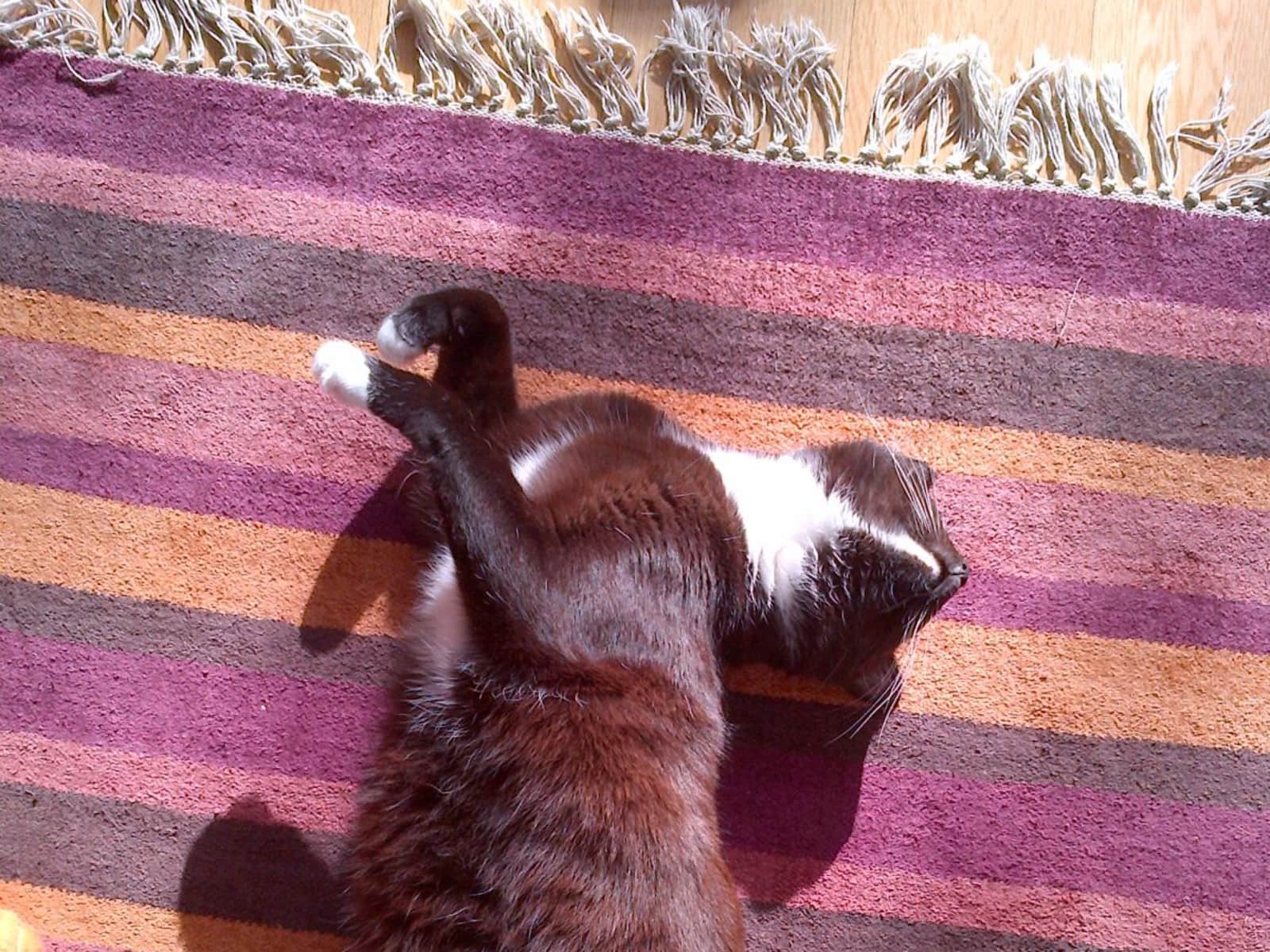 Housesitting assignment in London, United Kingdom