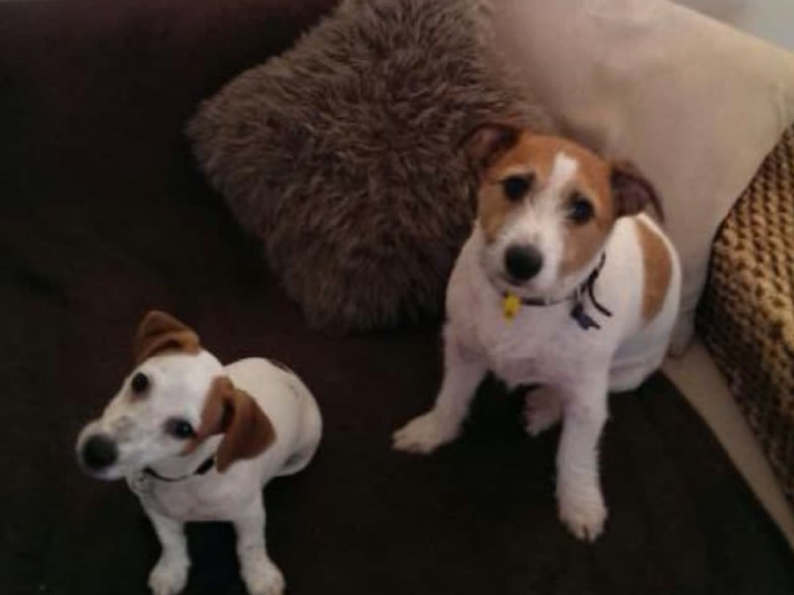 Housesitting assignment in Joondalup, Western Australia, Australia