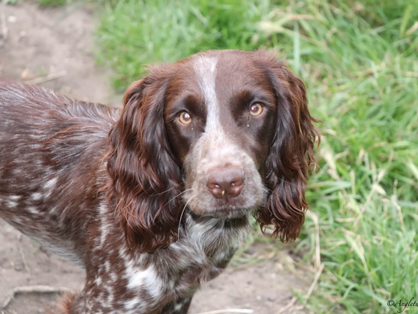 Housesitting assignment in Strood, United Kingdom