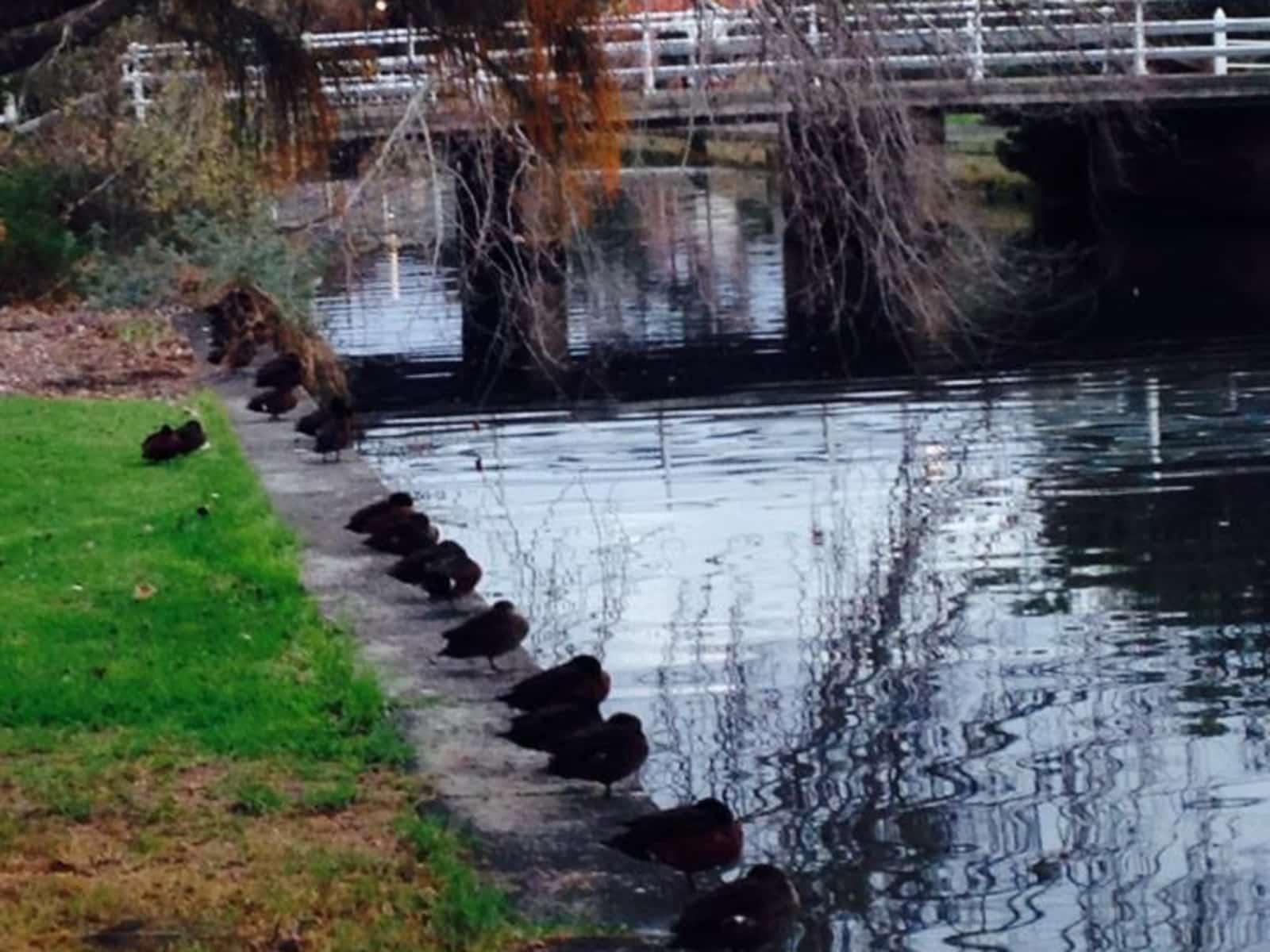Housesitting assignment in Melbourne, Victoria, Australia