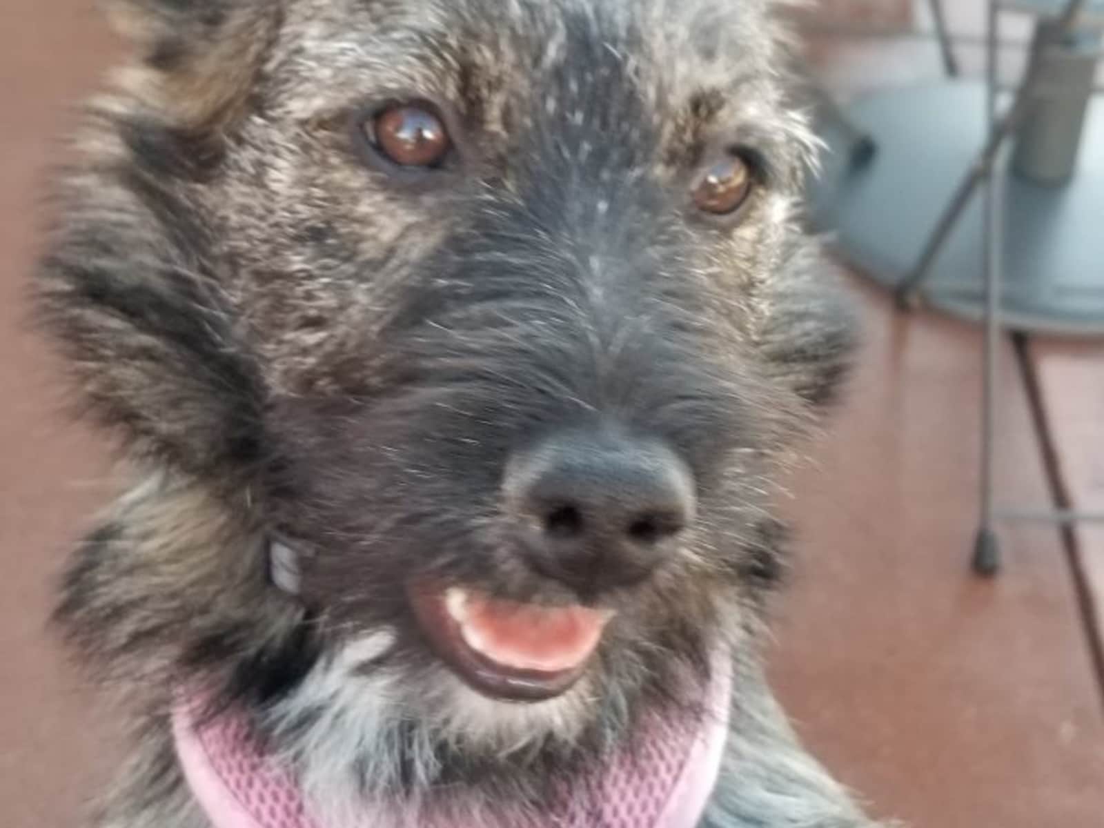 Housesitting assignment in Denver, Colorado, United States