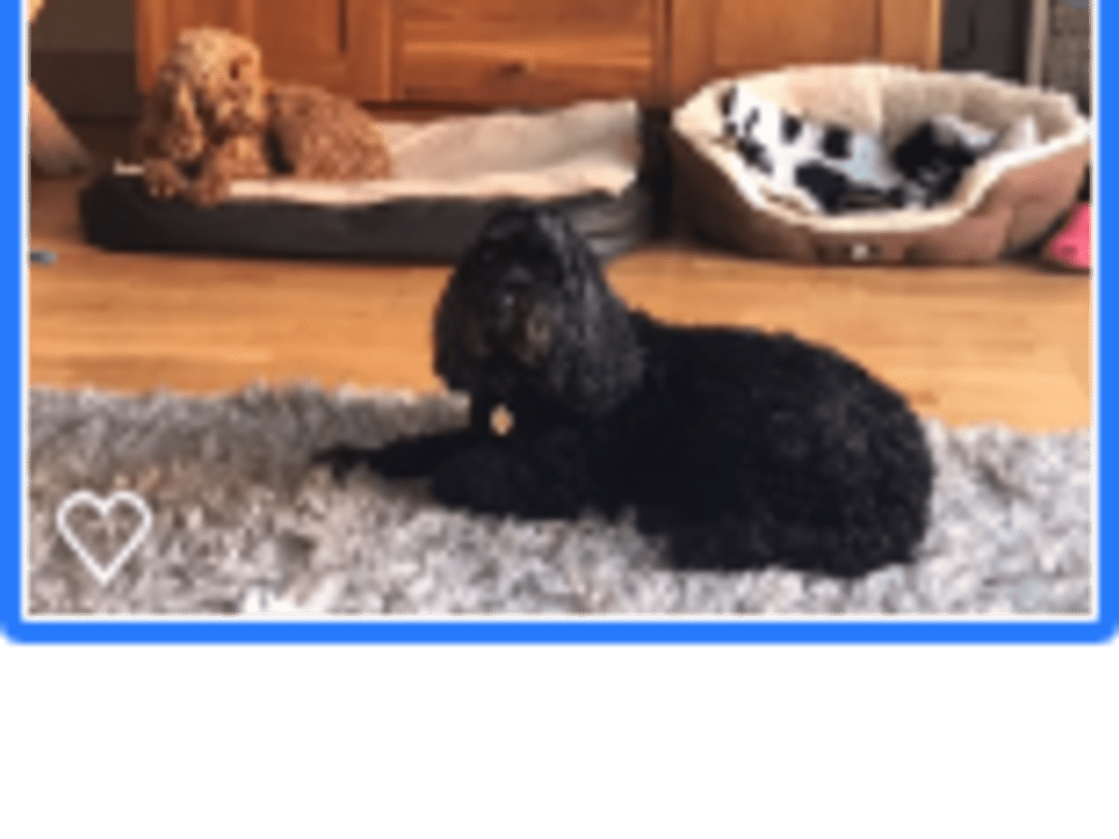 Housesitting assignment in Cheltenham, United Kingdom