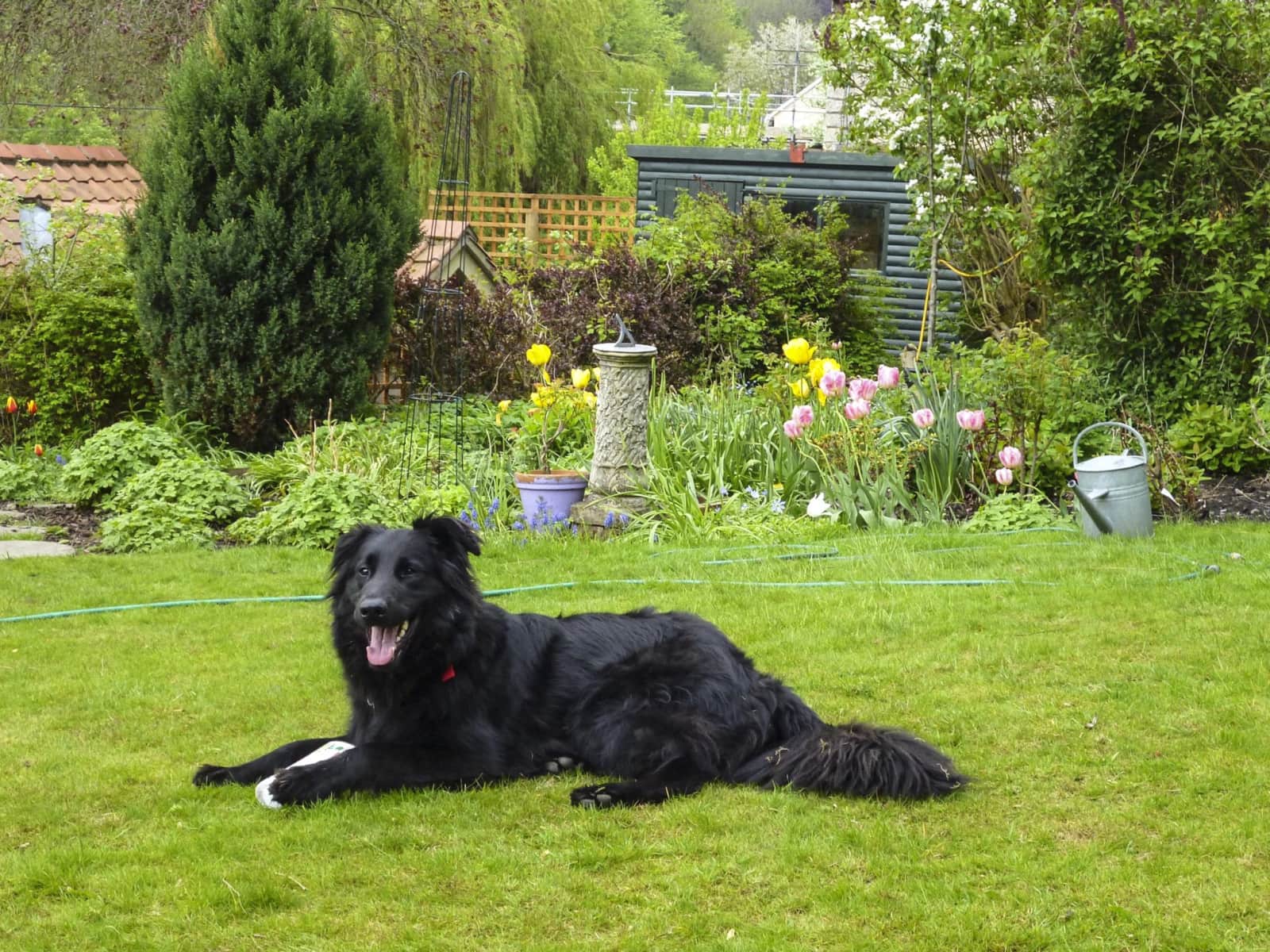 Housesitting assignment in Gilling East, United Kingdom