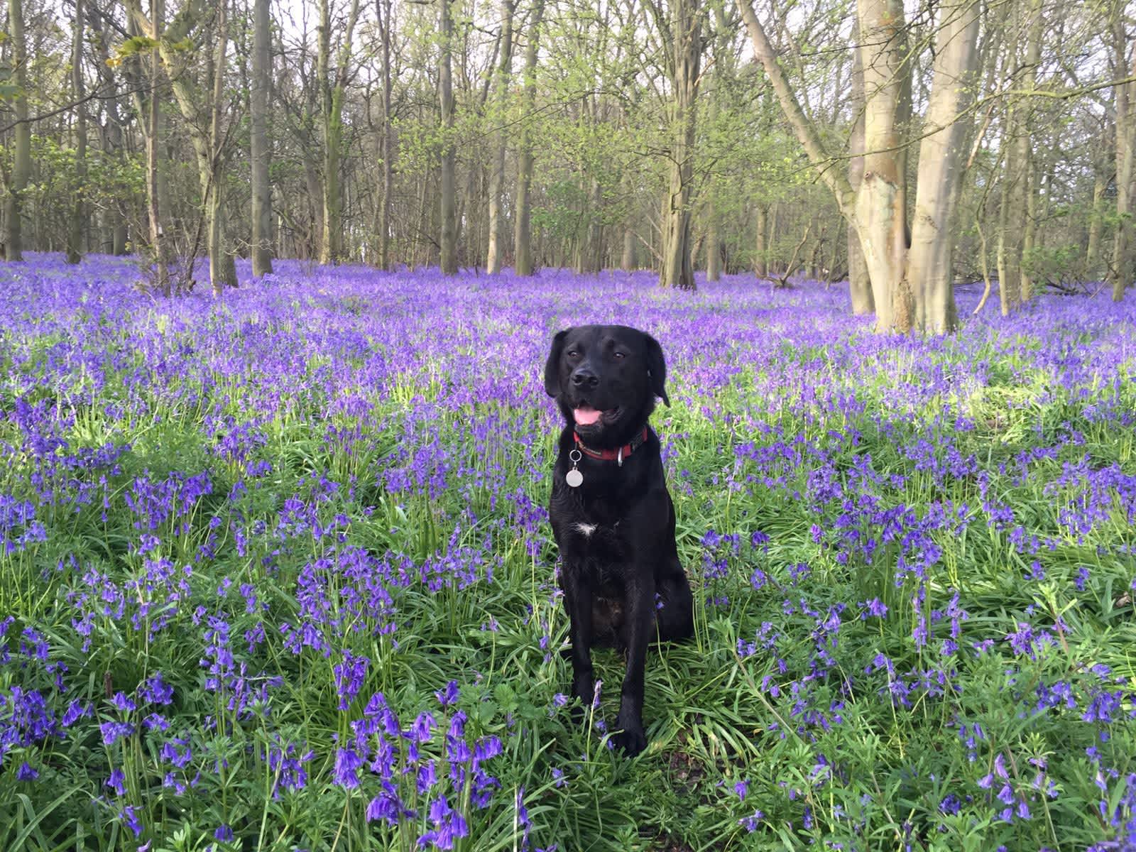 Housesitting assignment in Tewin, United Kingdom