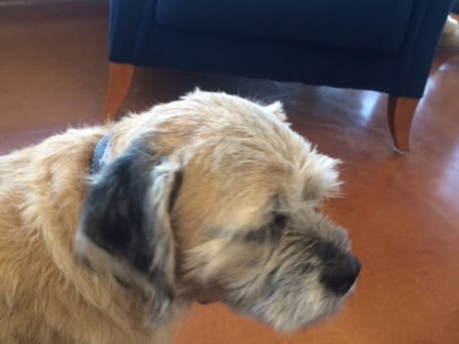 Housesitting assignment in Sydney, New South Wales, Australia