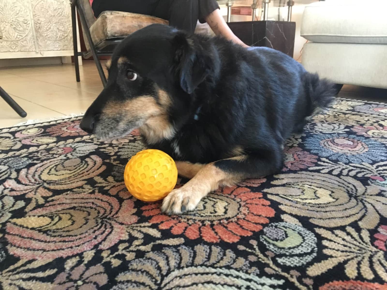 Housesitting assignment in Dubai, United Arab Emirates