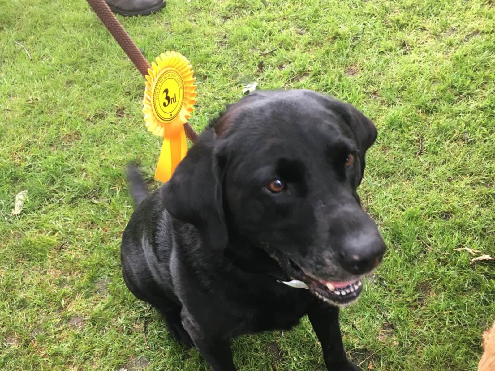 Housesitting assignment in Knutsford, United Kingdom