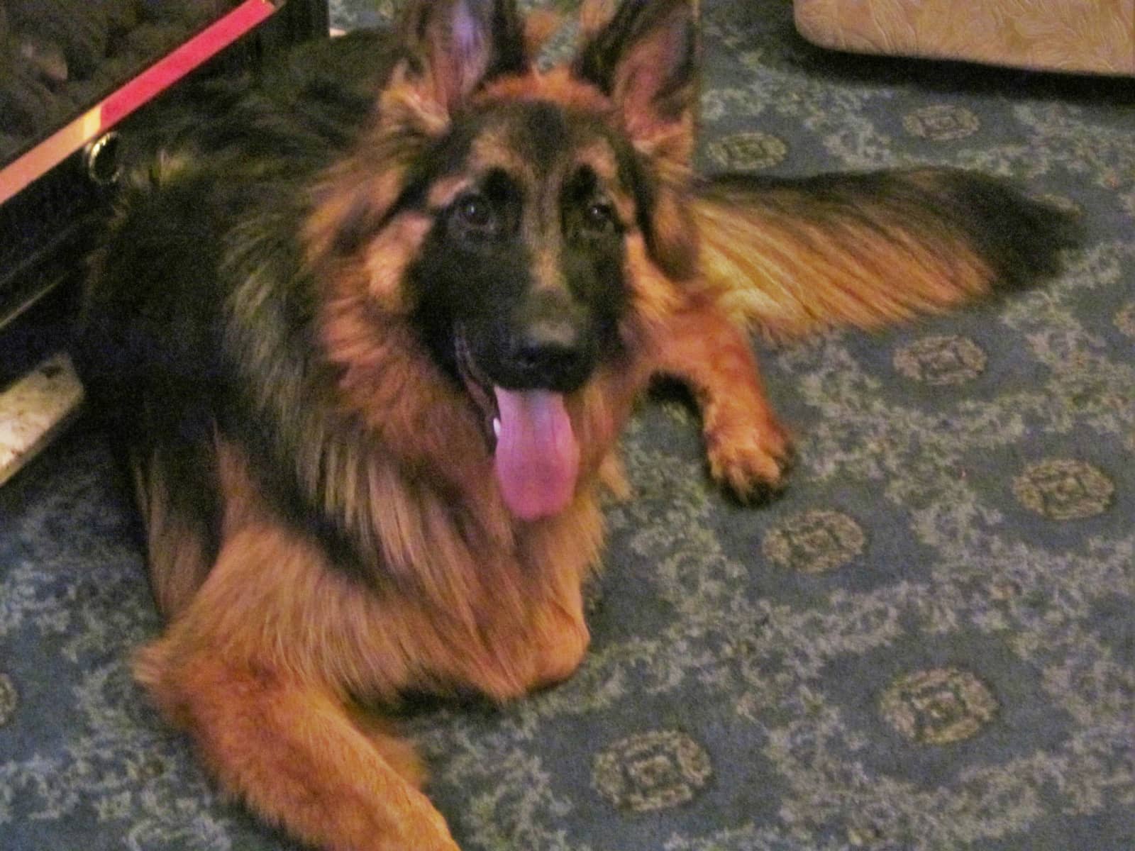 Housesitting assignment in Northwich, United Kingdom