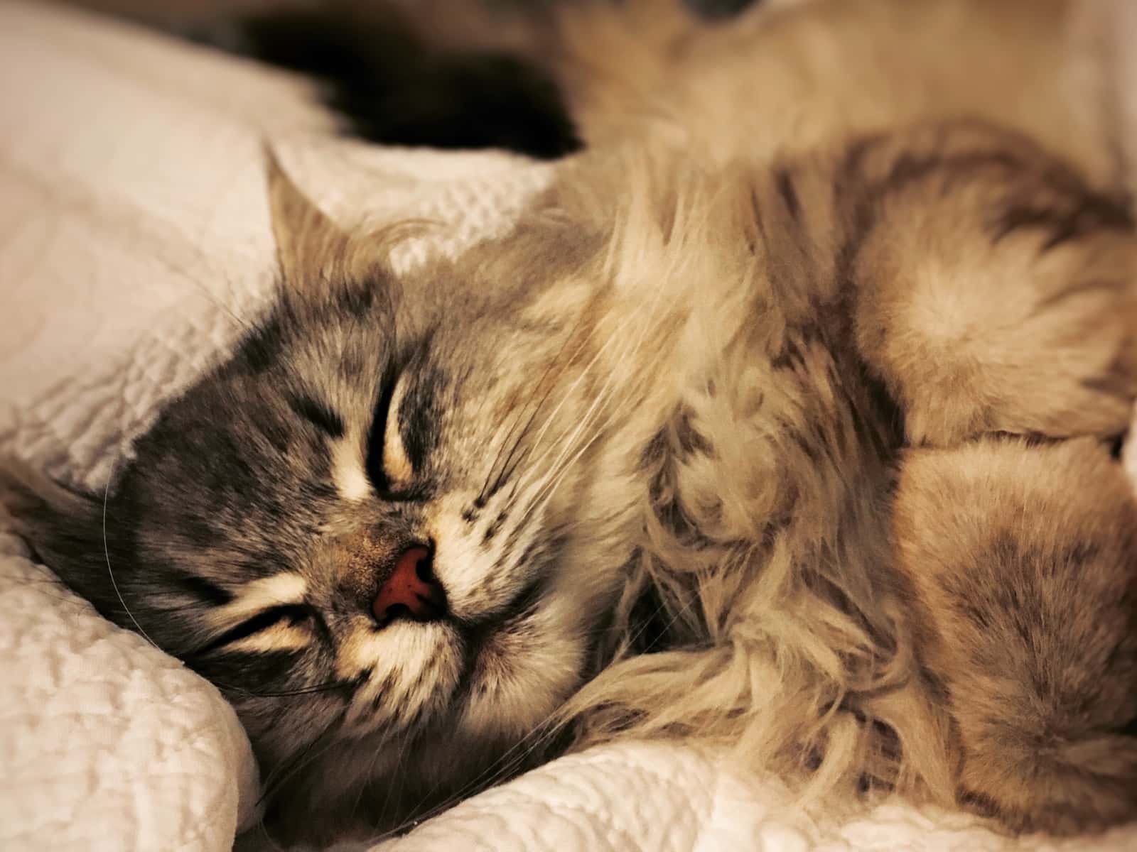Housesitting assignment in Perth, Western Australia, Australia