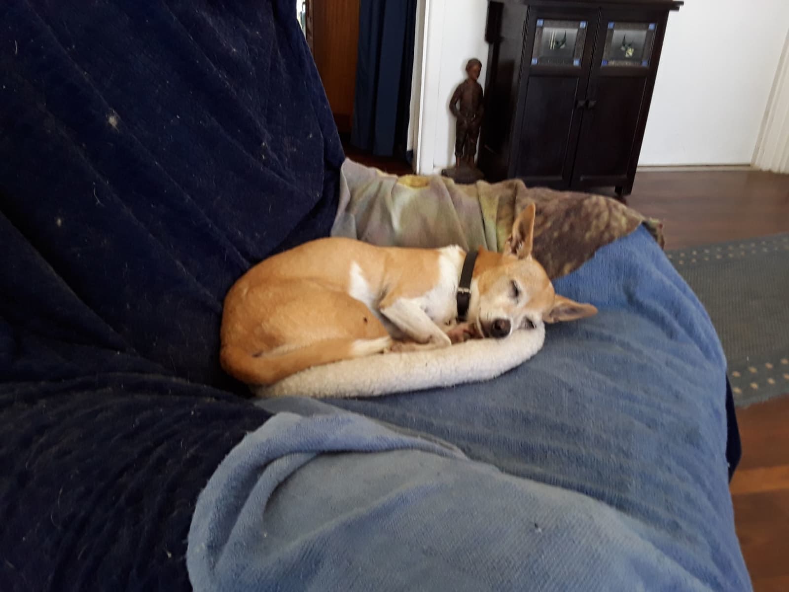 Housesitting assignment in Nambucca Heads, New South Wales, Australia