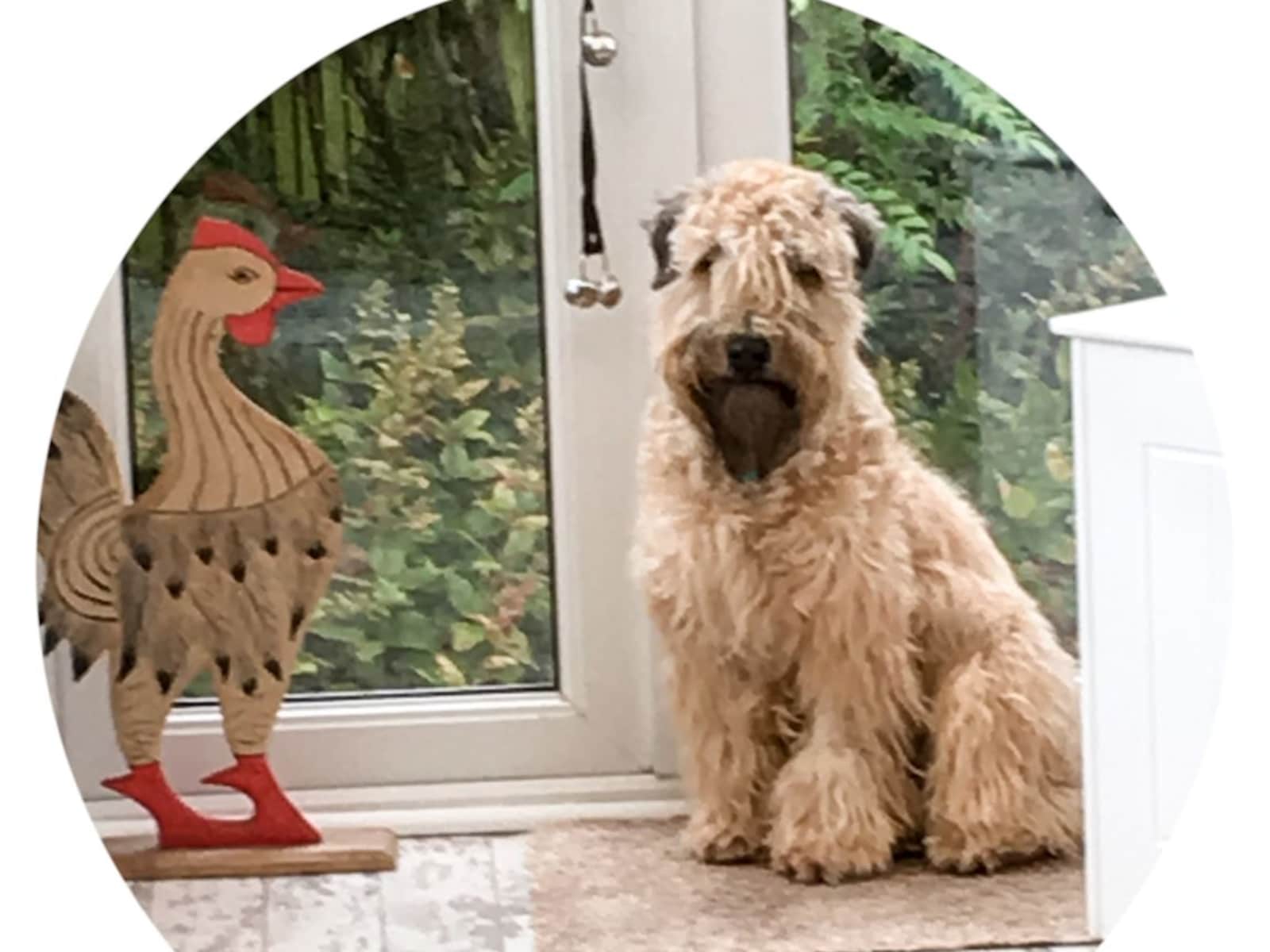 Housesitting assignment in Shoreham-by-Sea, United Kingdom