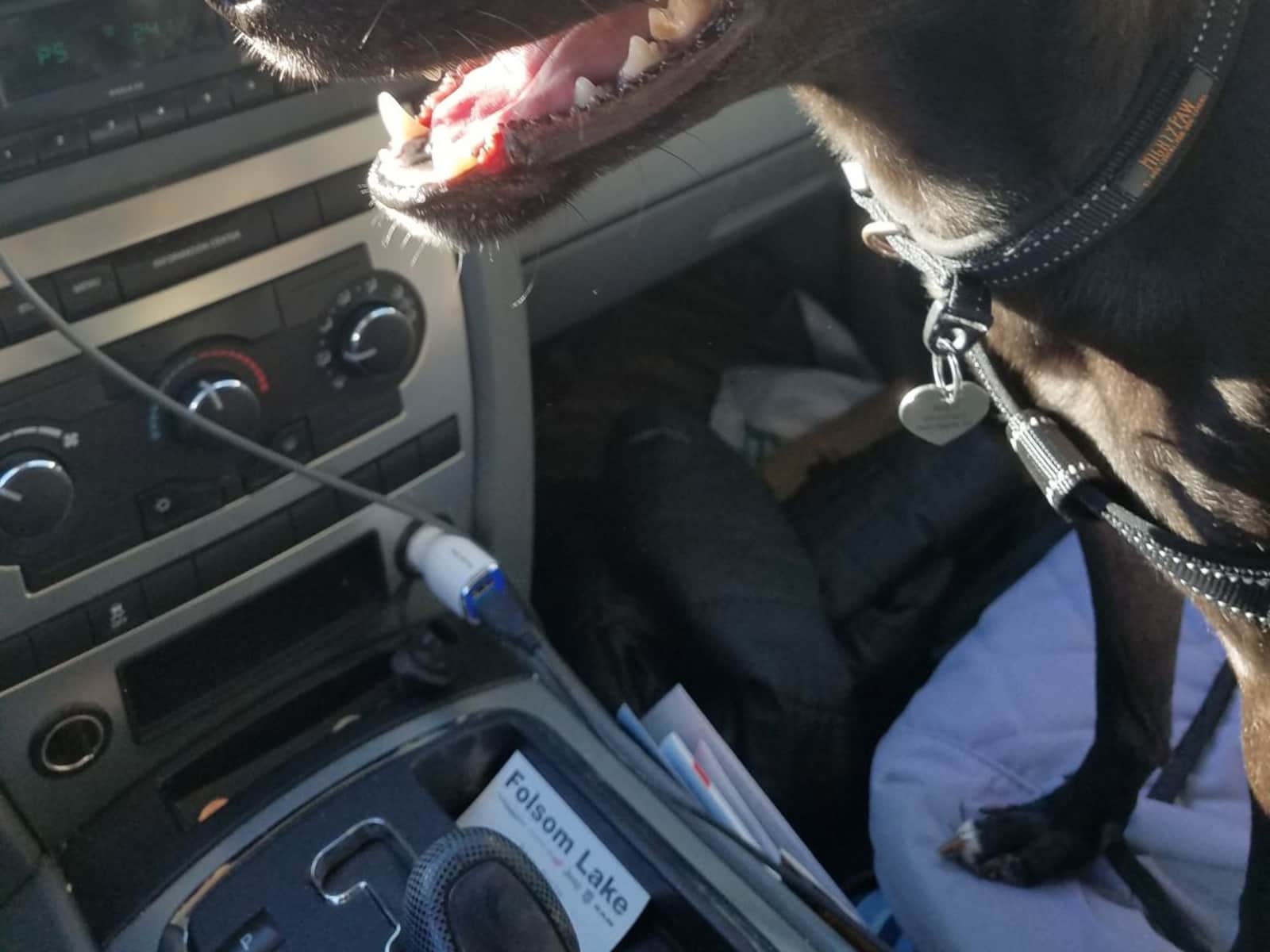 Housesitting assignment in Sacramento, California, United States