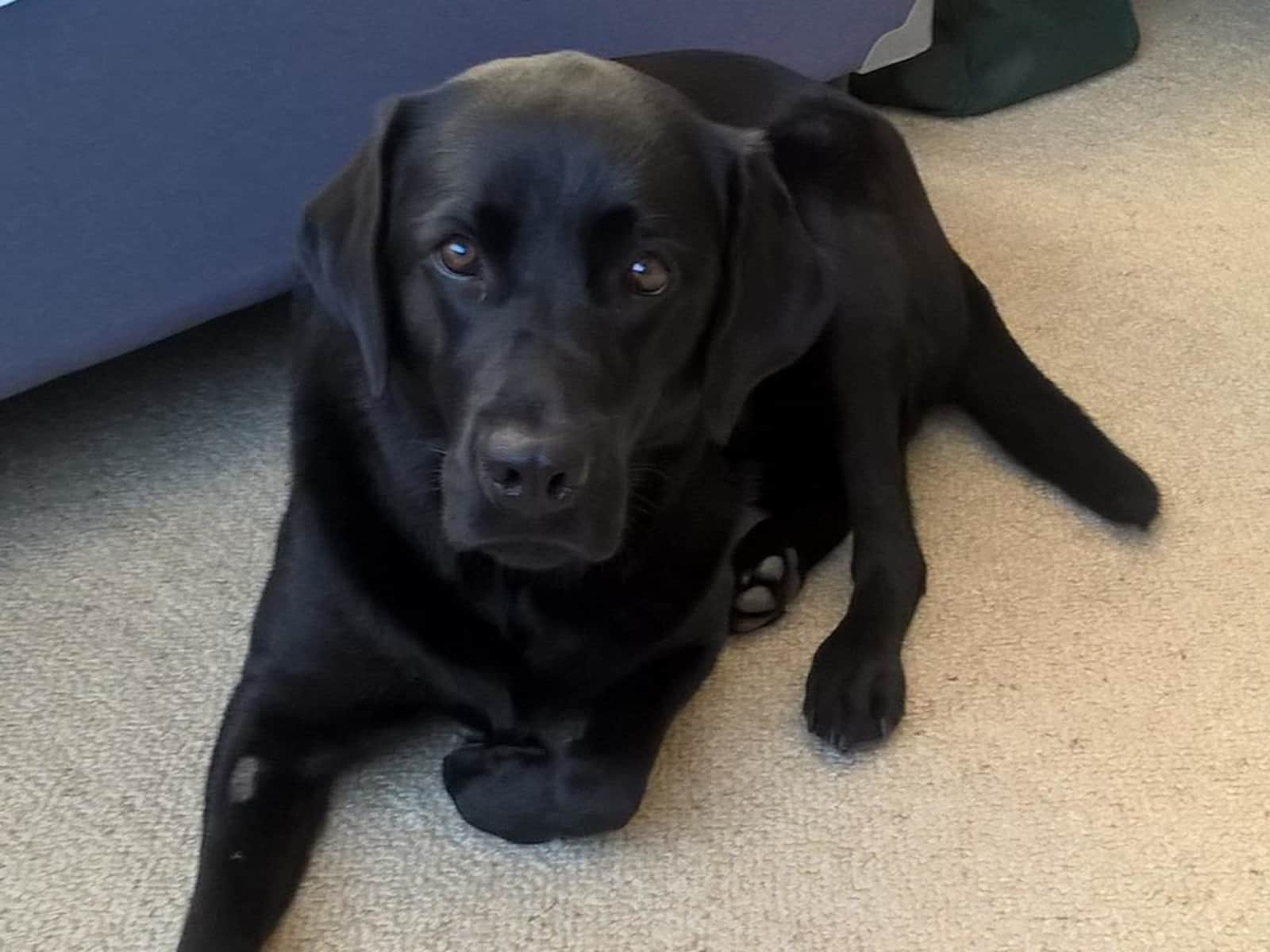 Housesitting assignment in Sydney, New South Wales, Australia