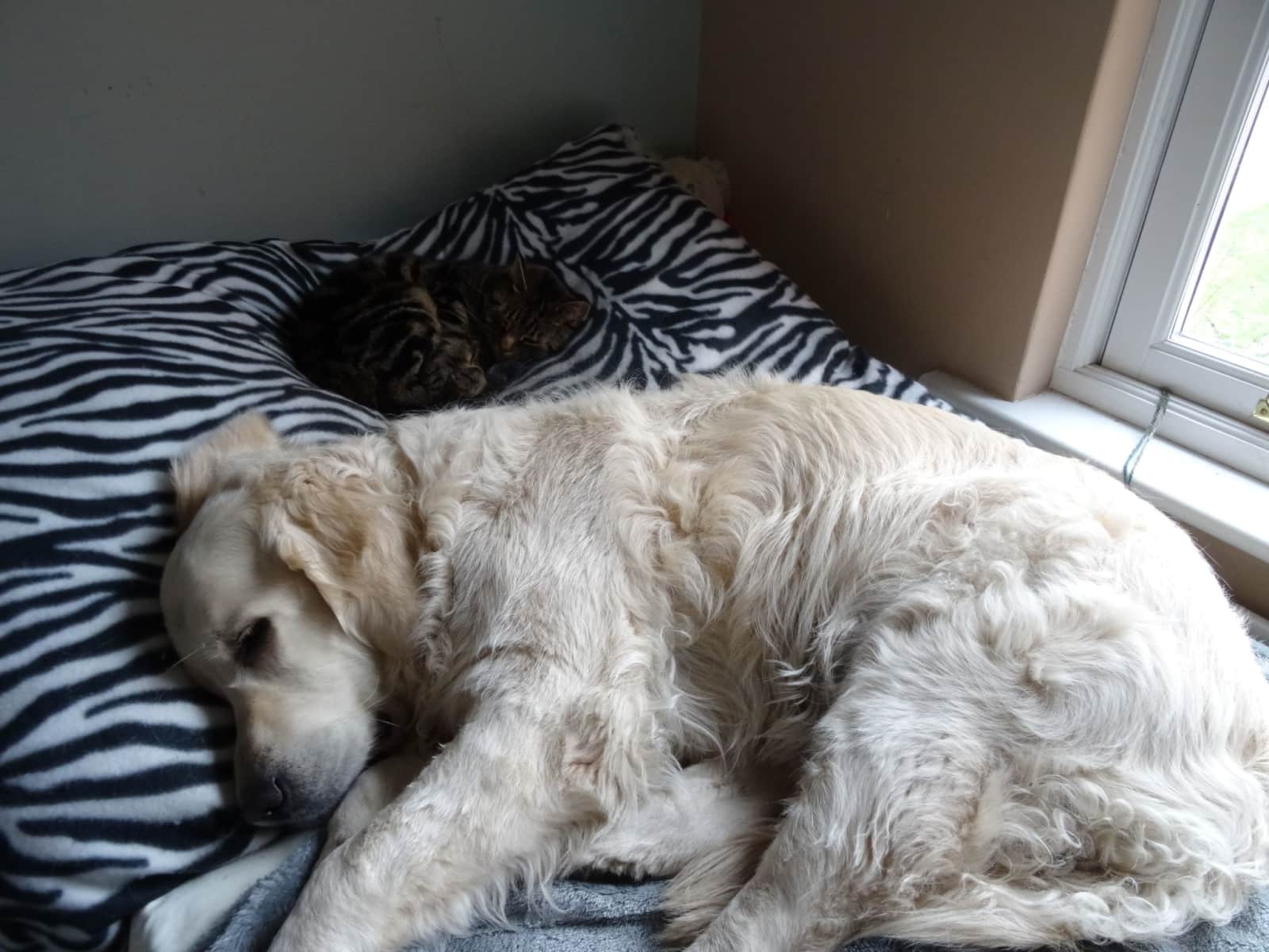 Housesitting assignment in Camberley, United Kingdom