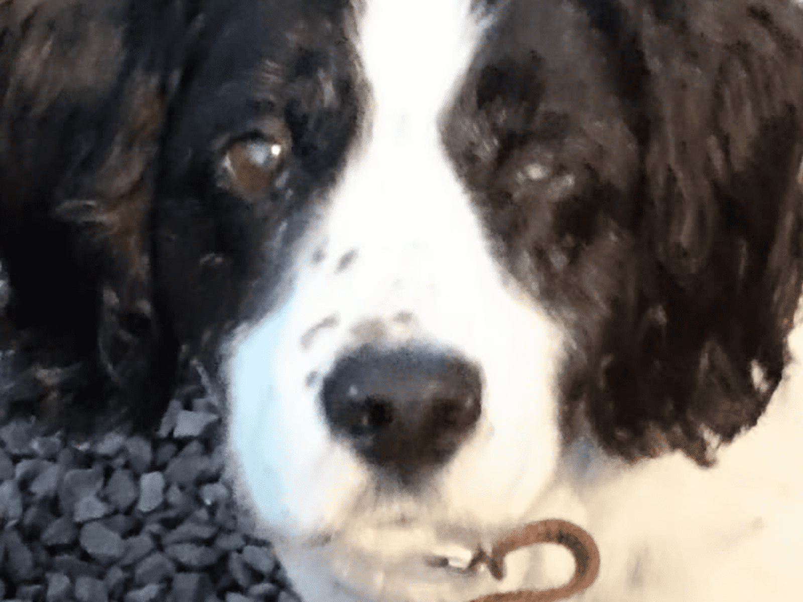 Housesitting assignment in Ross on Wye, United Kingdom