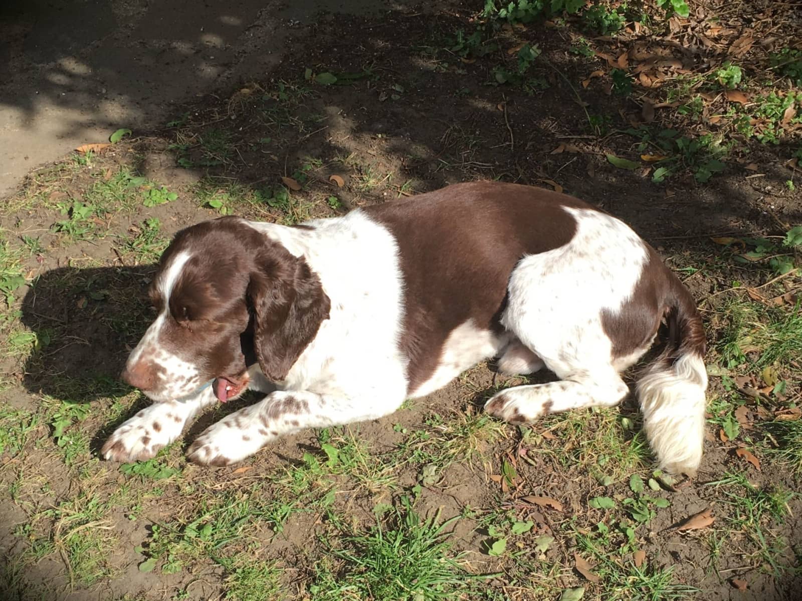 Housesitting assignment in Epsom, United Kingdom