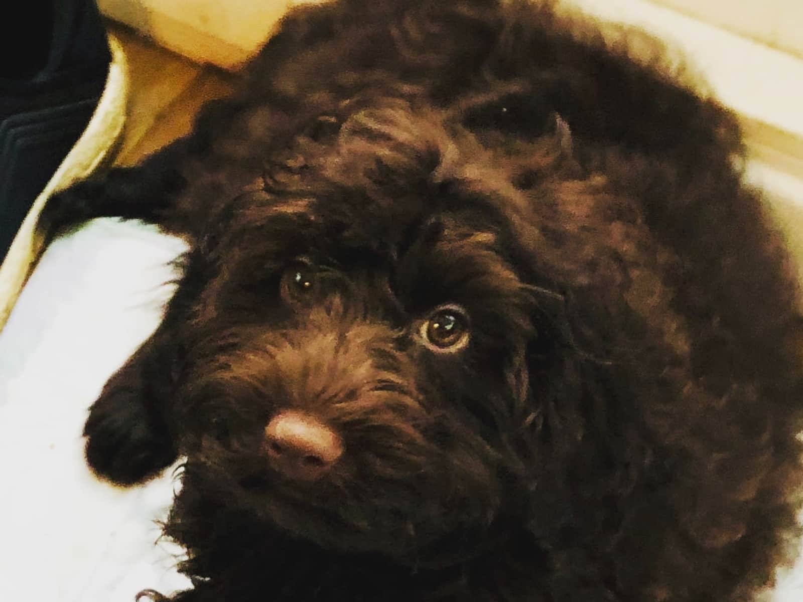 Housesitting assignment in Highgate, United Kingdom