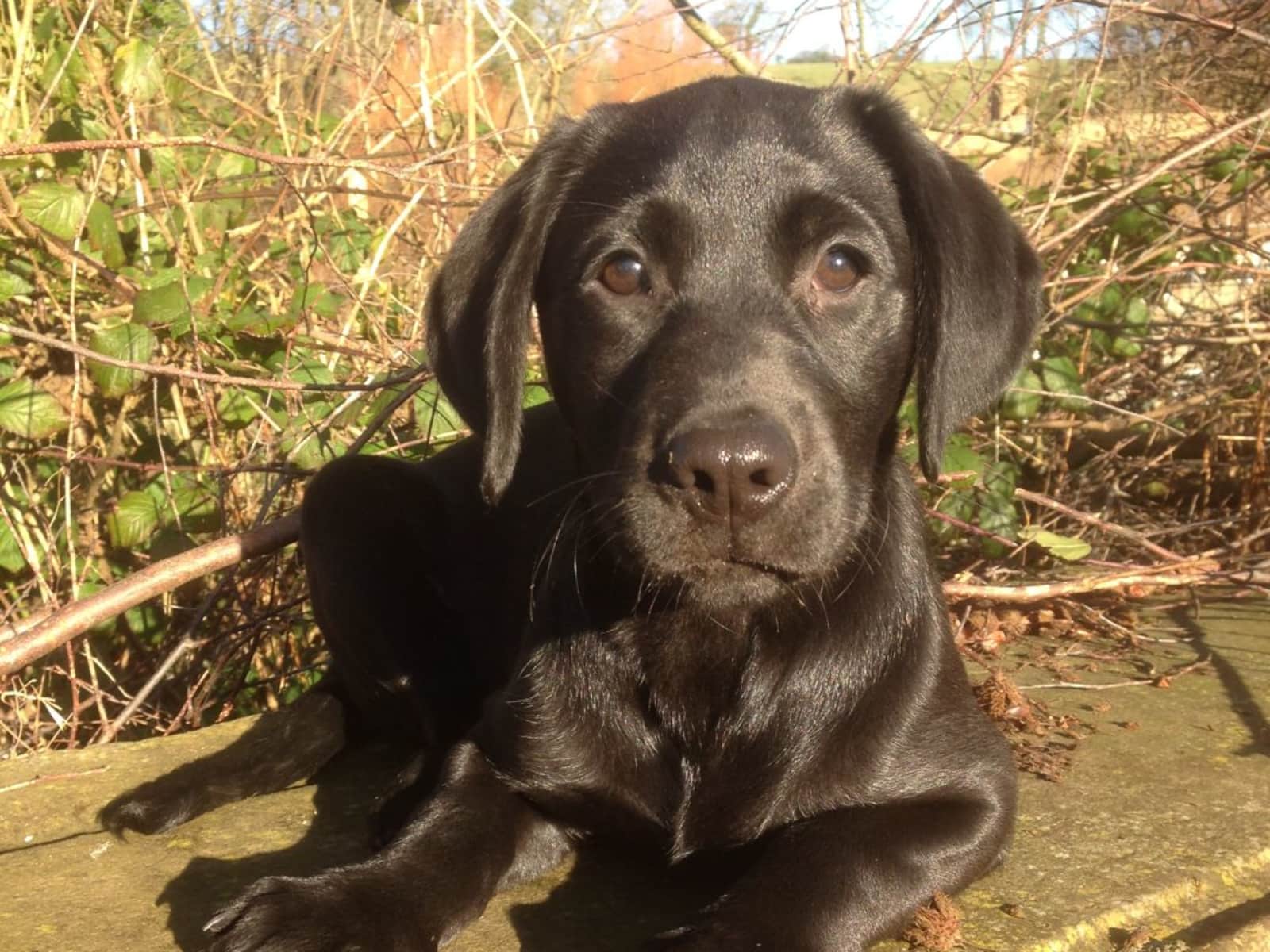 Housesitting assignment in Dorchester, United Kingdom
