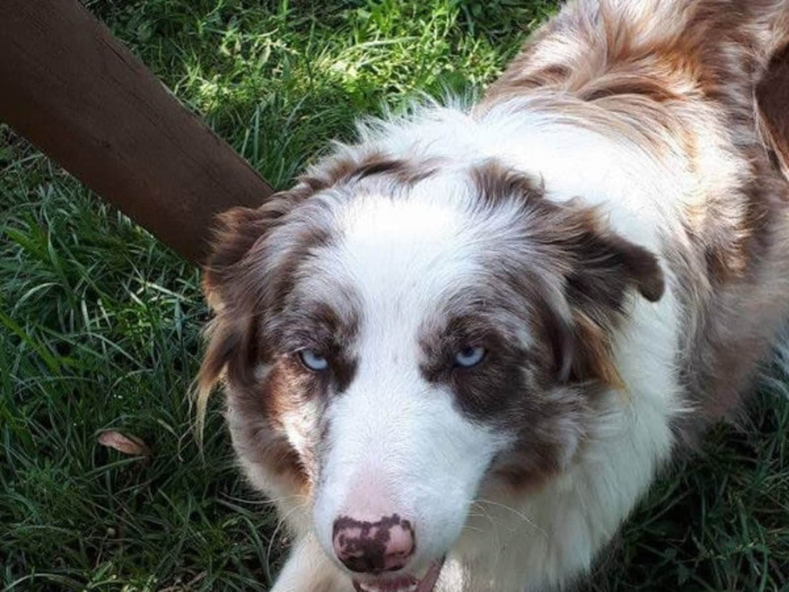 Housesitting assignment in Uxbridge, Ontario, Canada