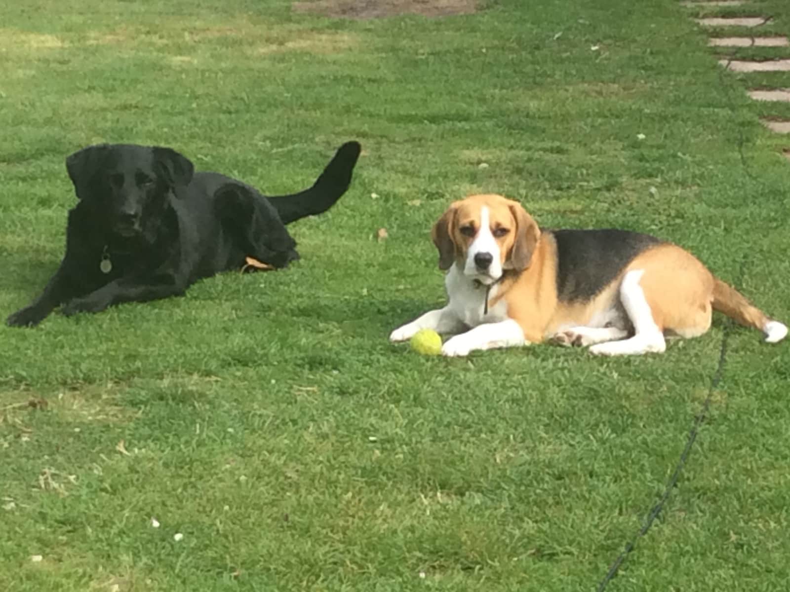 Housesitting assignment in Woodley, United Kingdom