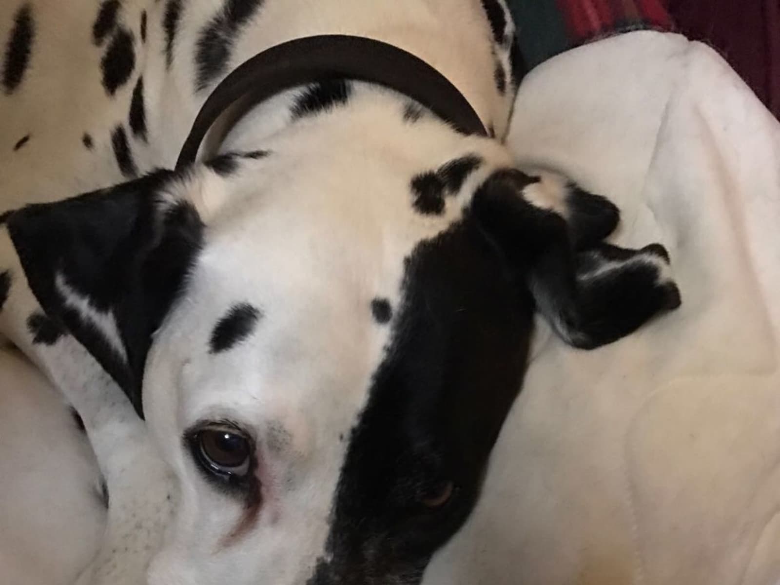 Housesitting assignment in Brighton, United Kingdom