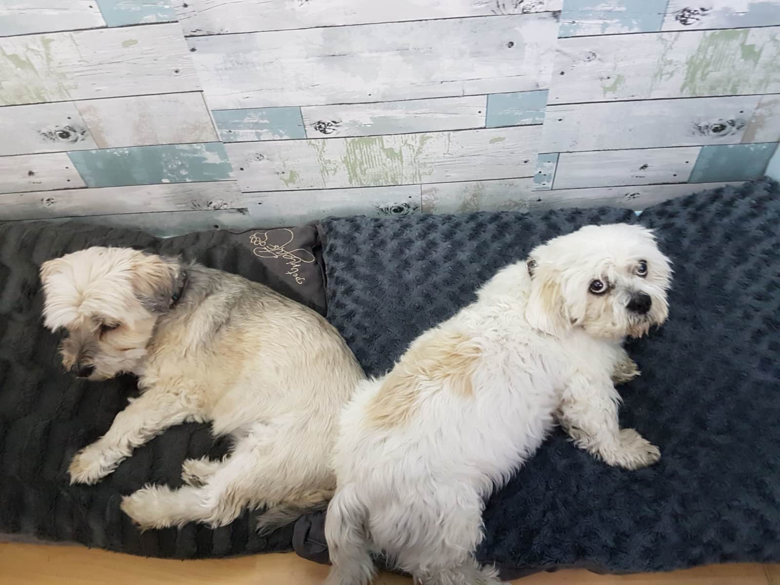 Housesitting assignment in Southend-on-Sea, United Kingdom