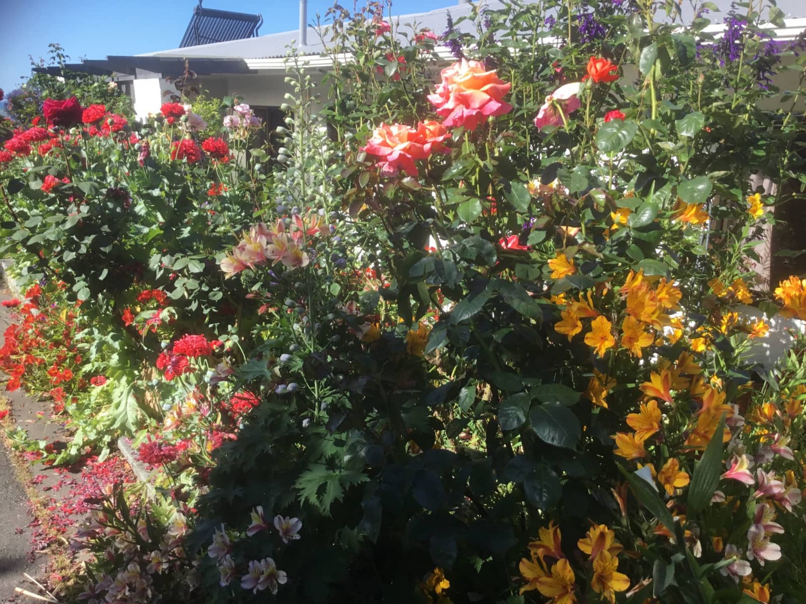 Housesitting assignment in Nelson, New Zealand