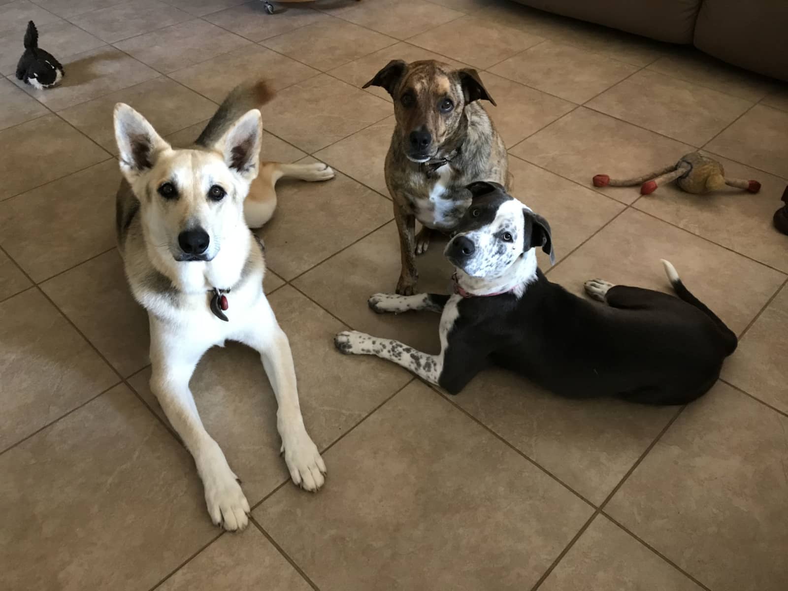 Housesitting assignment in Escondido, California, United States