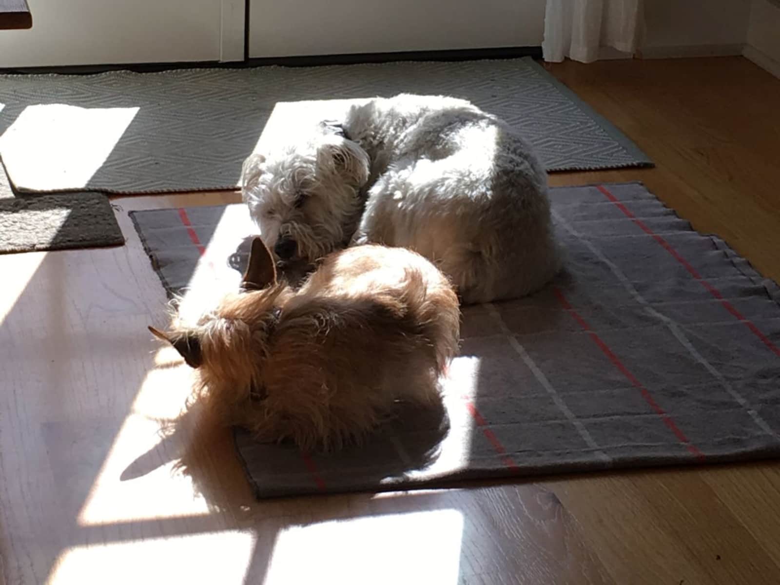Housesitting assignment in San Jose, California, United States