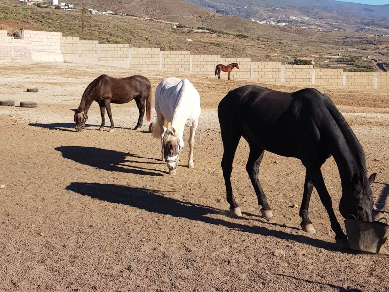 Housesitting assignment in Santa Cruz de Tenerife, Spain