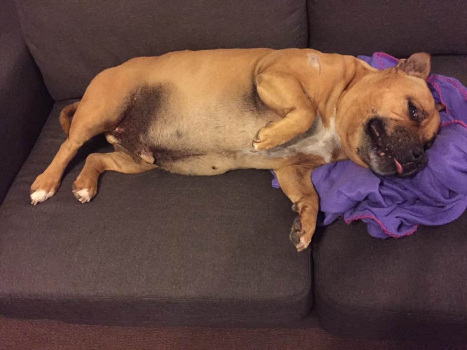 Housesitting assignment in Jerrabomberra, New South Wales, Australia
