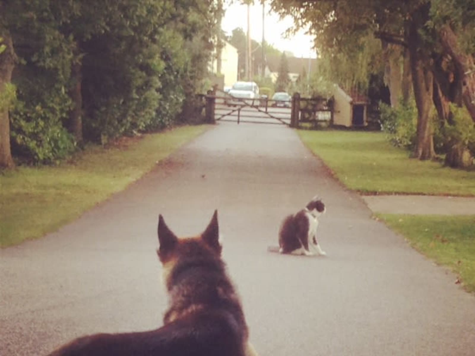 Housesitting assignment in Witham, United Kingdom