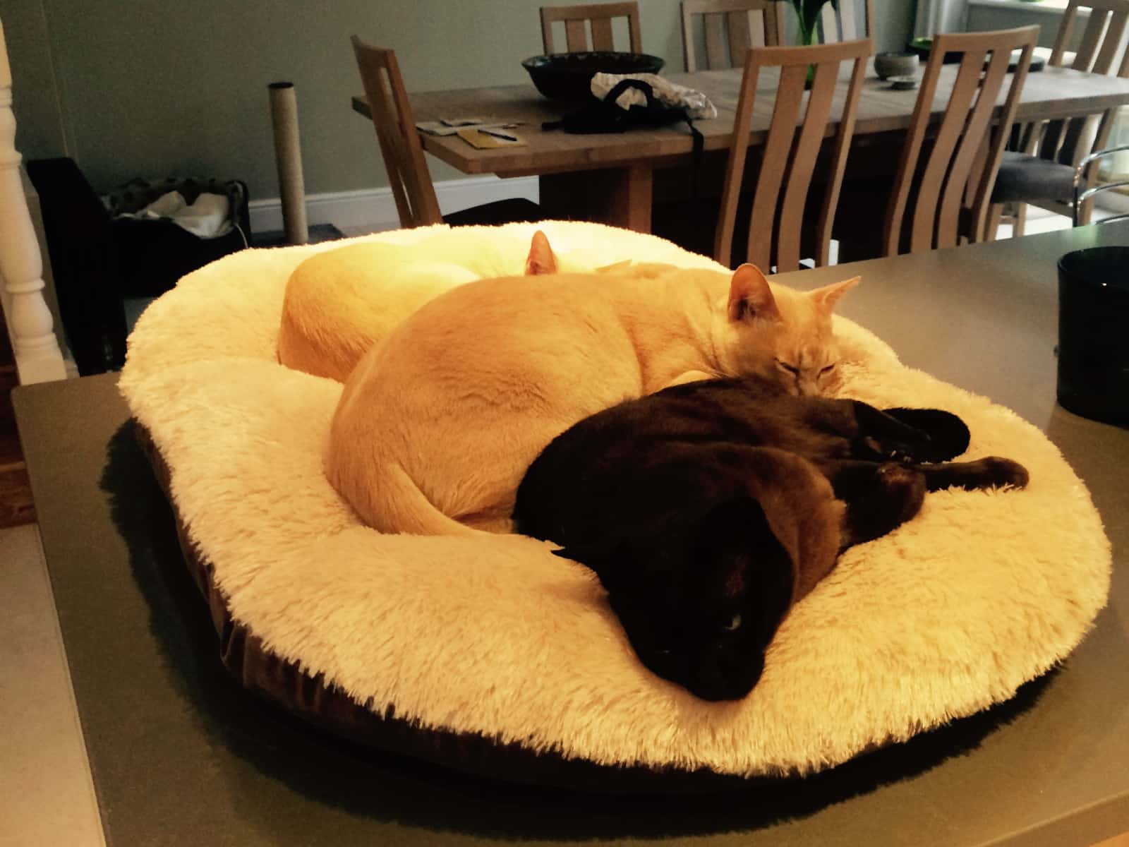 Housesitting assignment in Ashtead, United Kingdom