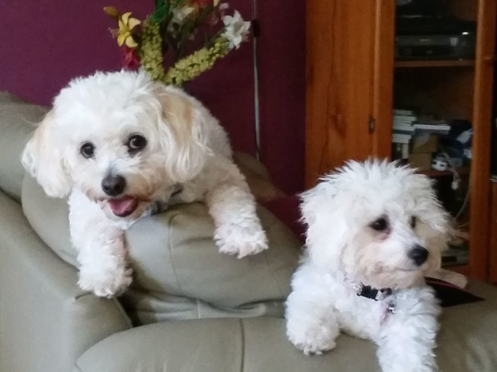 Housesitting assignment in Arundel, Queensland, Australia
