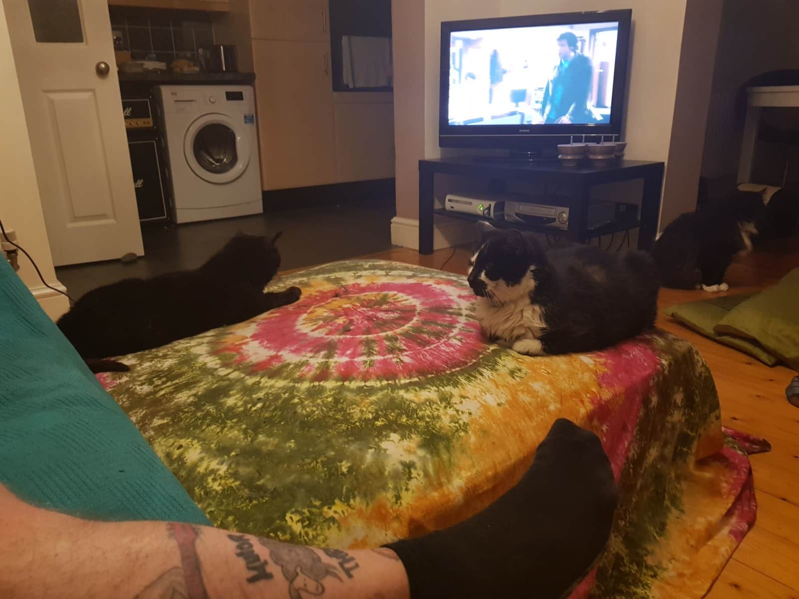 Housesitting assignment in Bristol, United Kingdom
