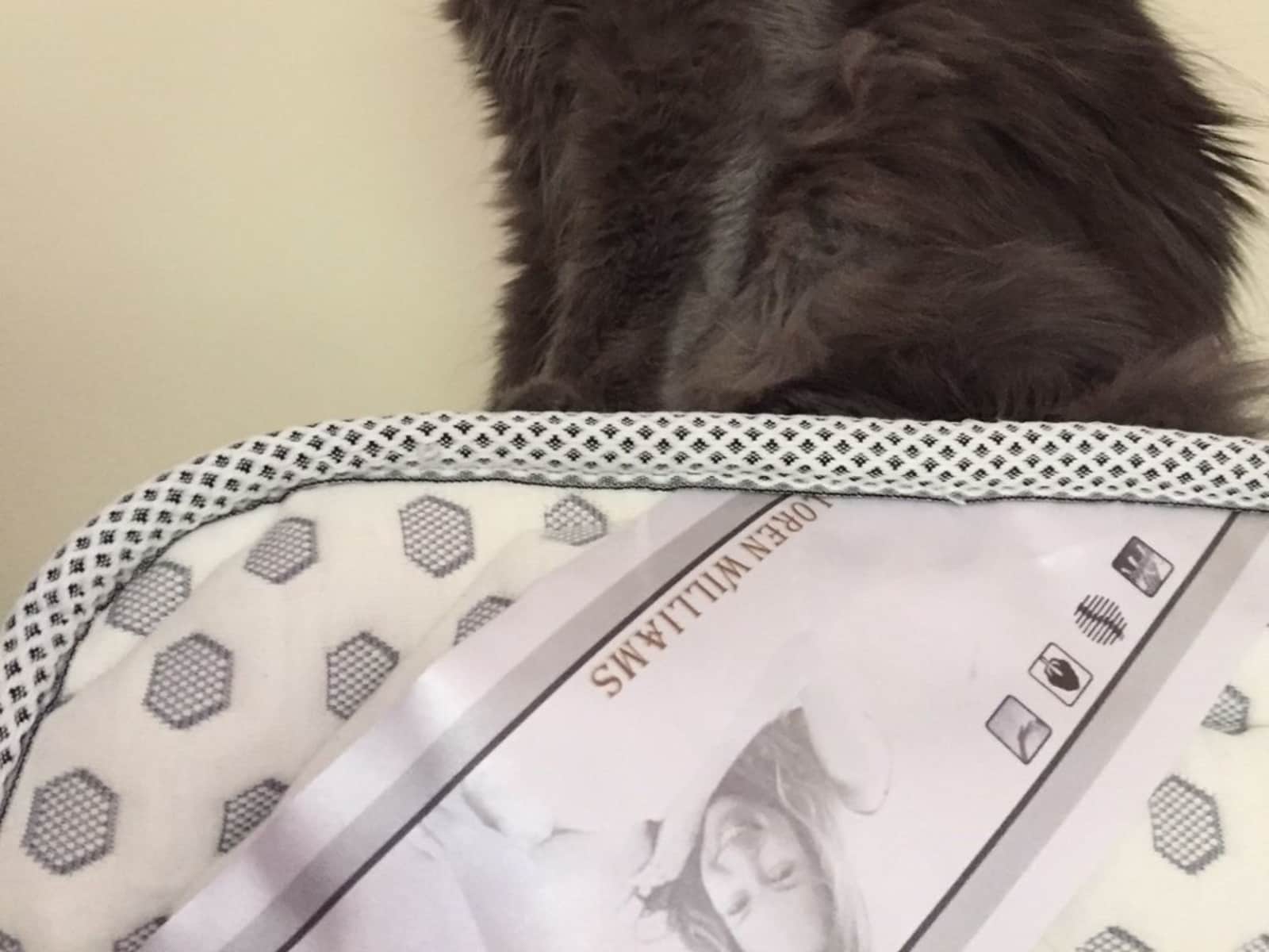 Housesitting assignment in Ladybank, United Kingdom