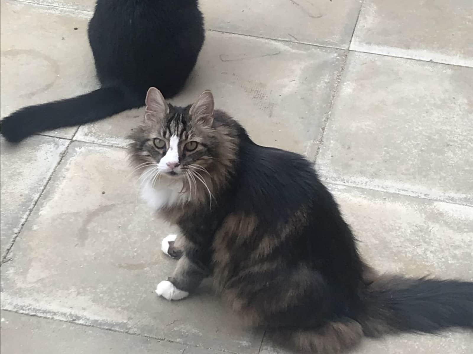 Housesitting assignment in Banbury, United Kingdom