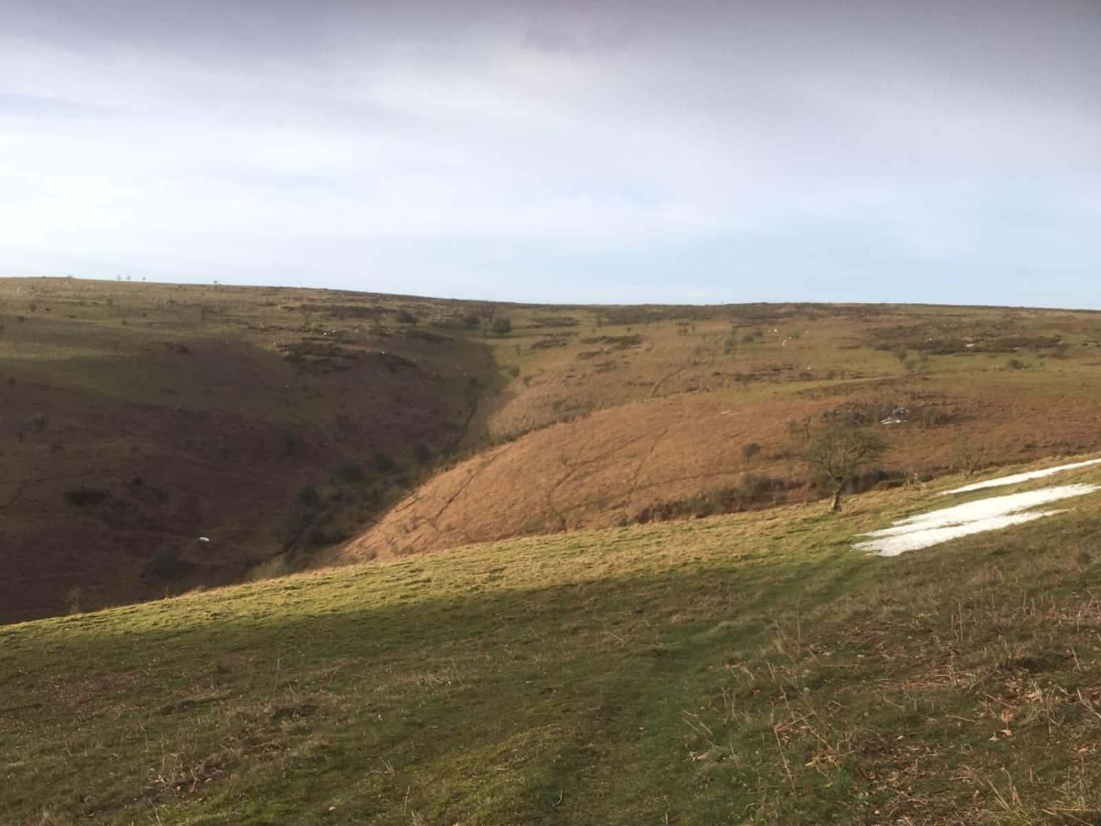 Housesitting assignment in Taunton, United Kingdom