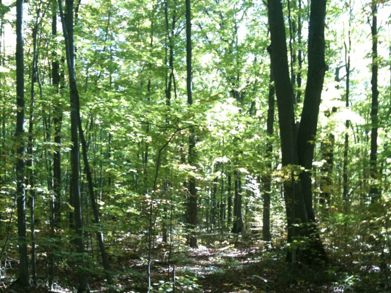 Housesitting assignment in Victoria Harbour, Ontario, Canada