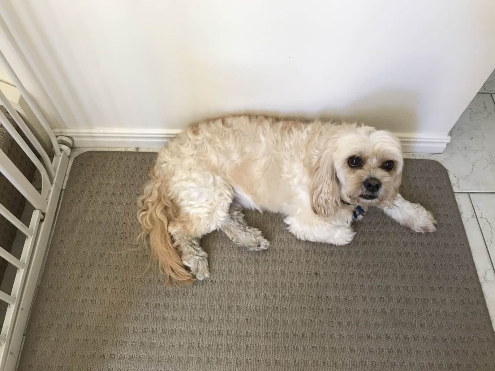 Housesitting assignment in Carindale, Queensland, Australia