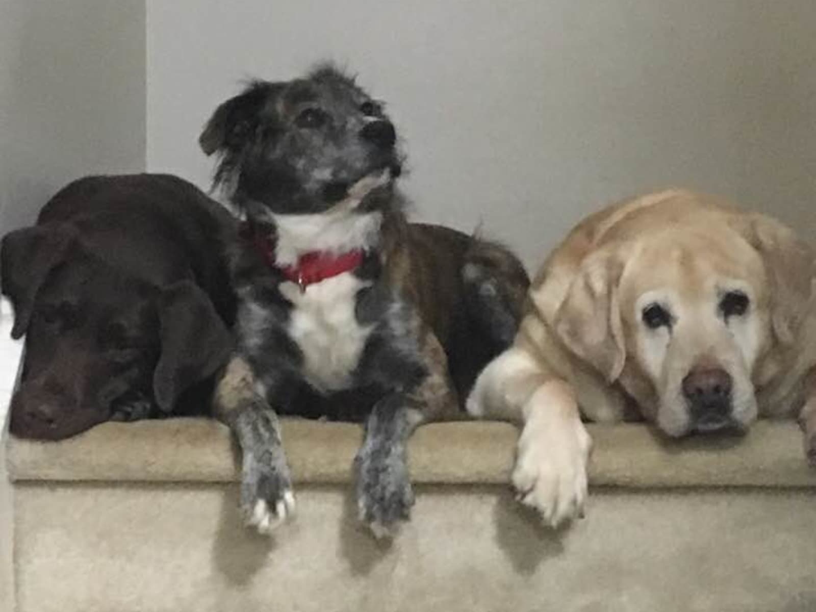 Housesitting assignment in Chester Springs, Pennsylvania, United States