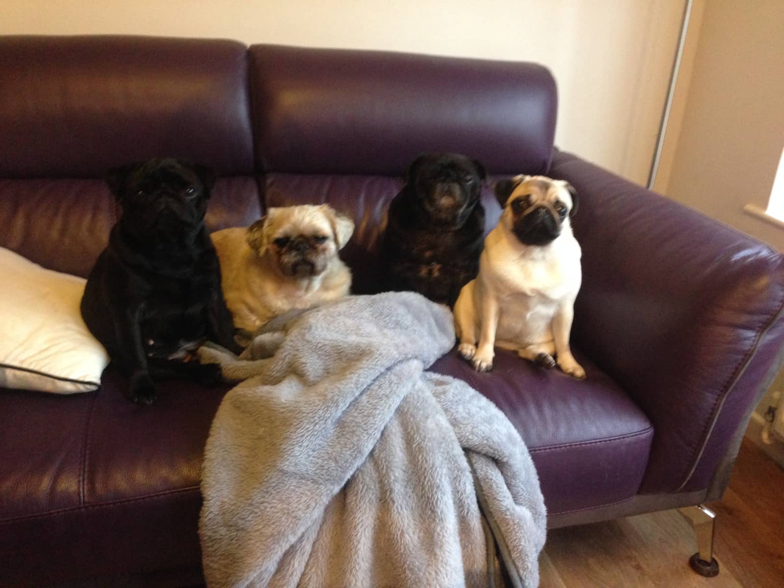Housesitting assignment in Winchester, United Kingdom