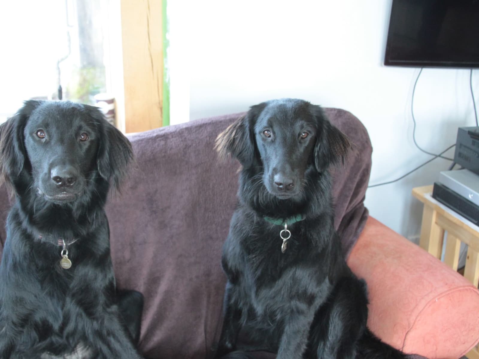 Housesitting assignment in Shaftesbury, United Kingdom