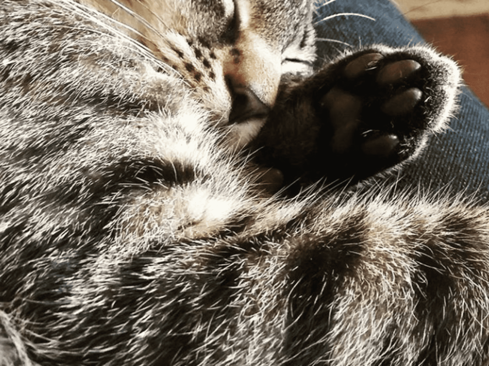 Housesitting assignment in Berlin, Germany