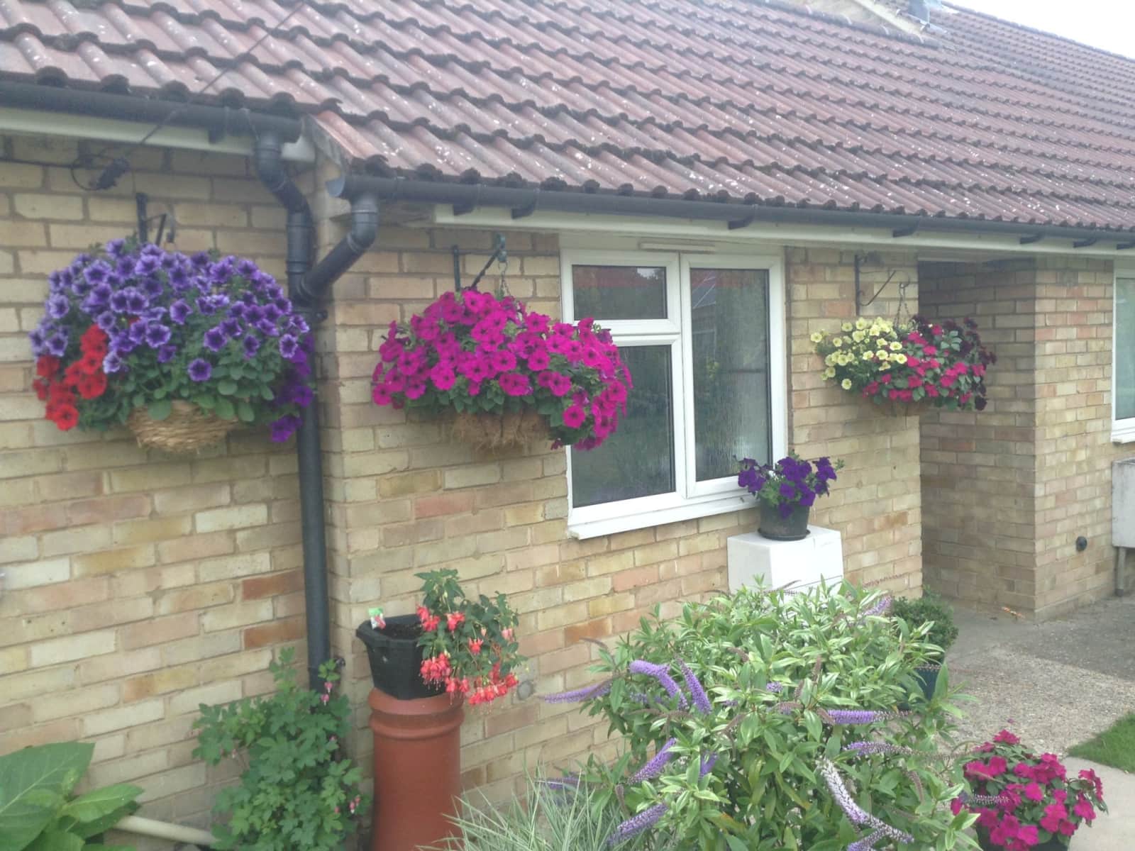 Housesitting assignment in Cambridge, United Kingdom