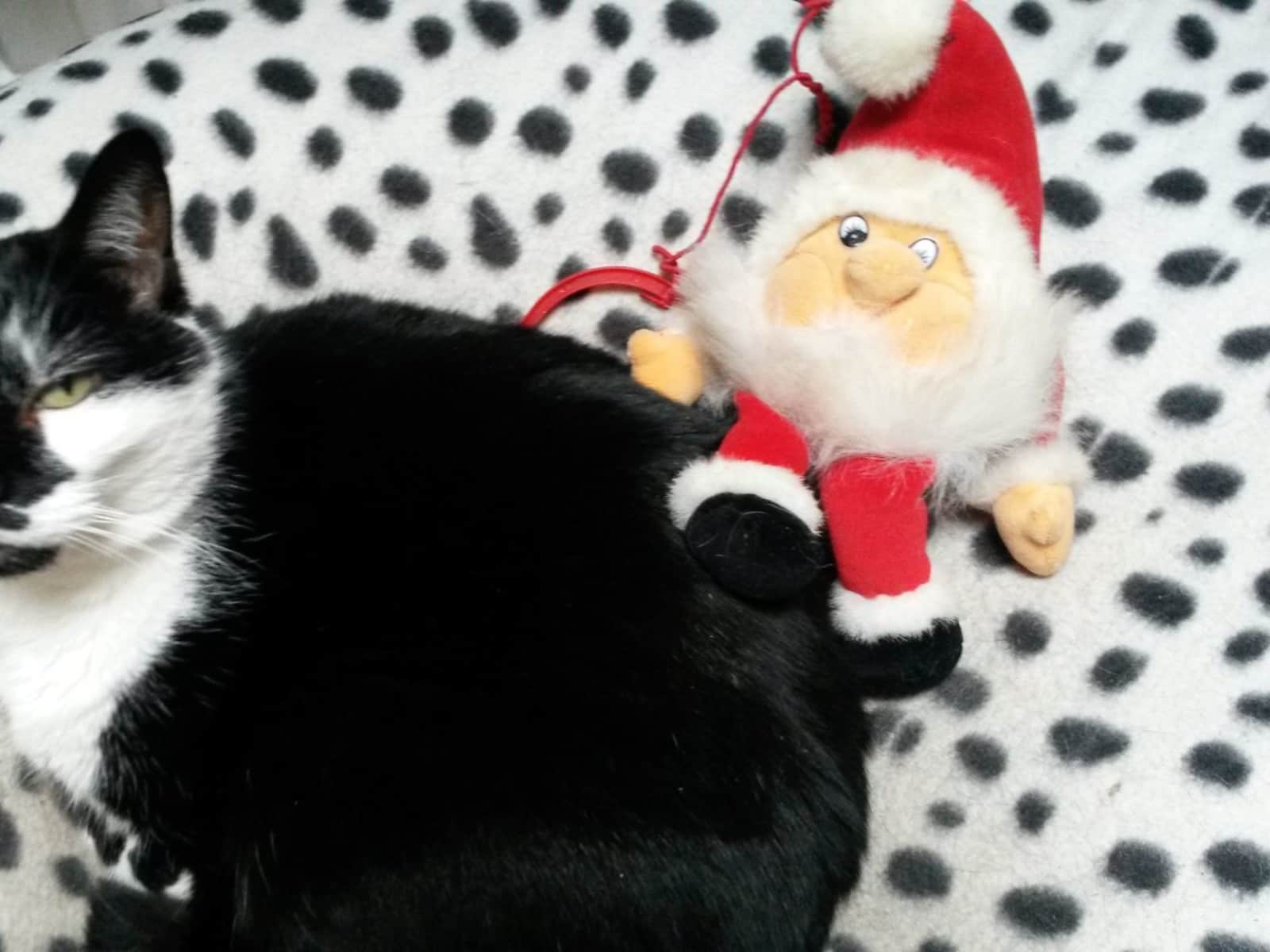 Housesitting assignment in Southend-on-Sea, United Kingdom
