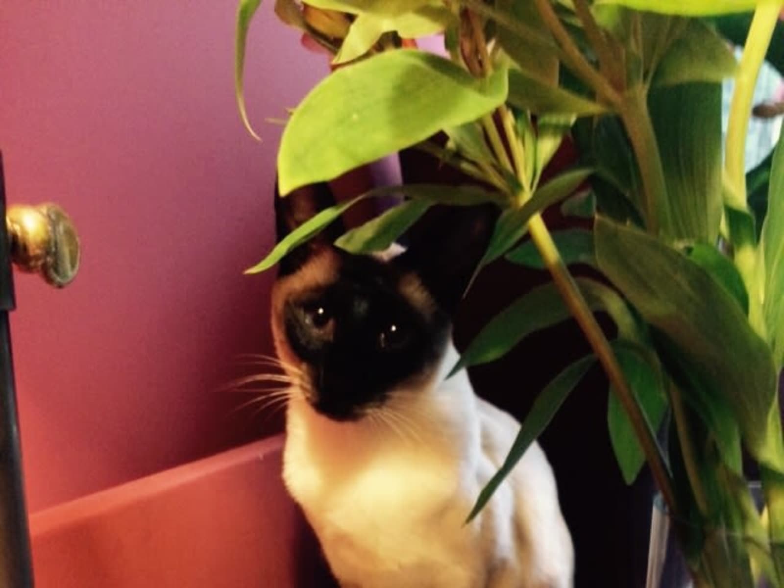 Housesitting assignment in London, United Kingdom