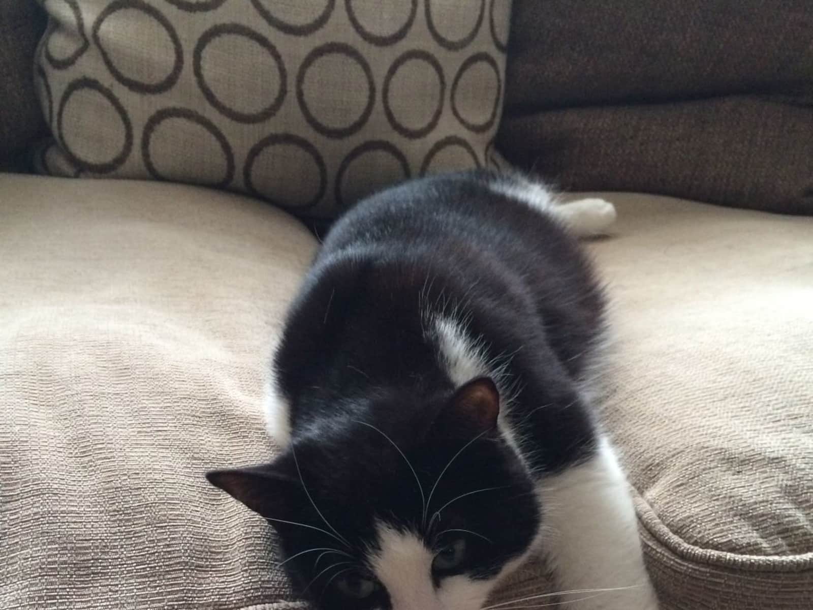 Housesitting assignment in Exeter, United Kingdom